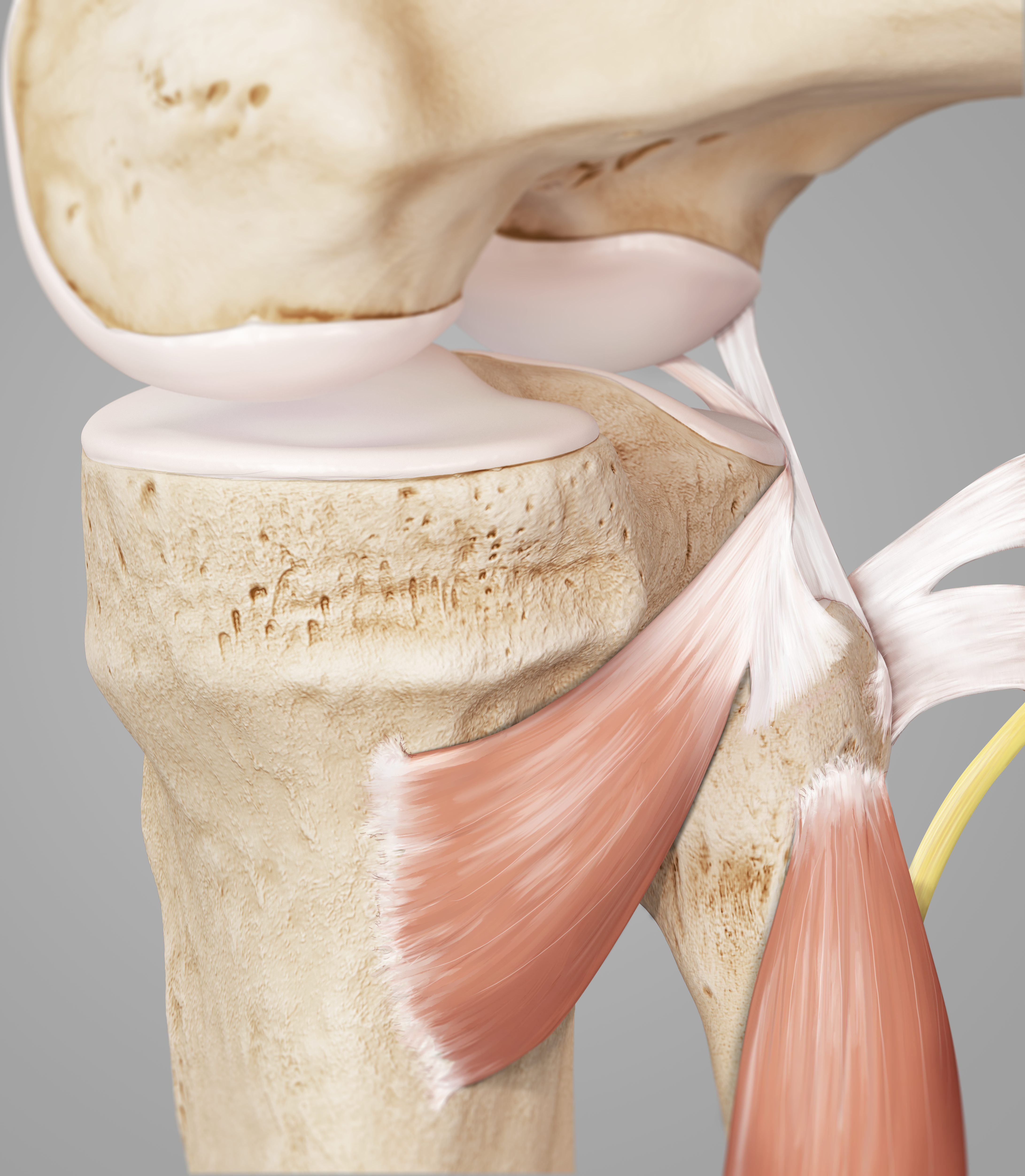dam-media/ill2-000432-en-us_b_postero-lateral-corner-anatomy_02-merged_psd