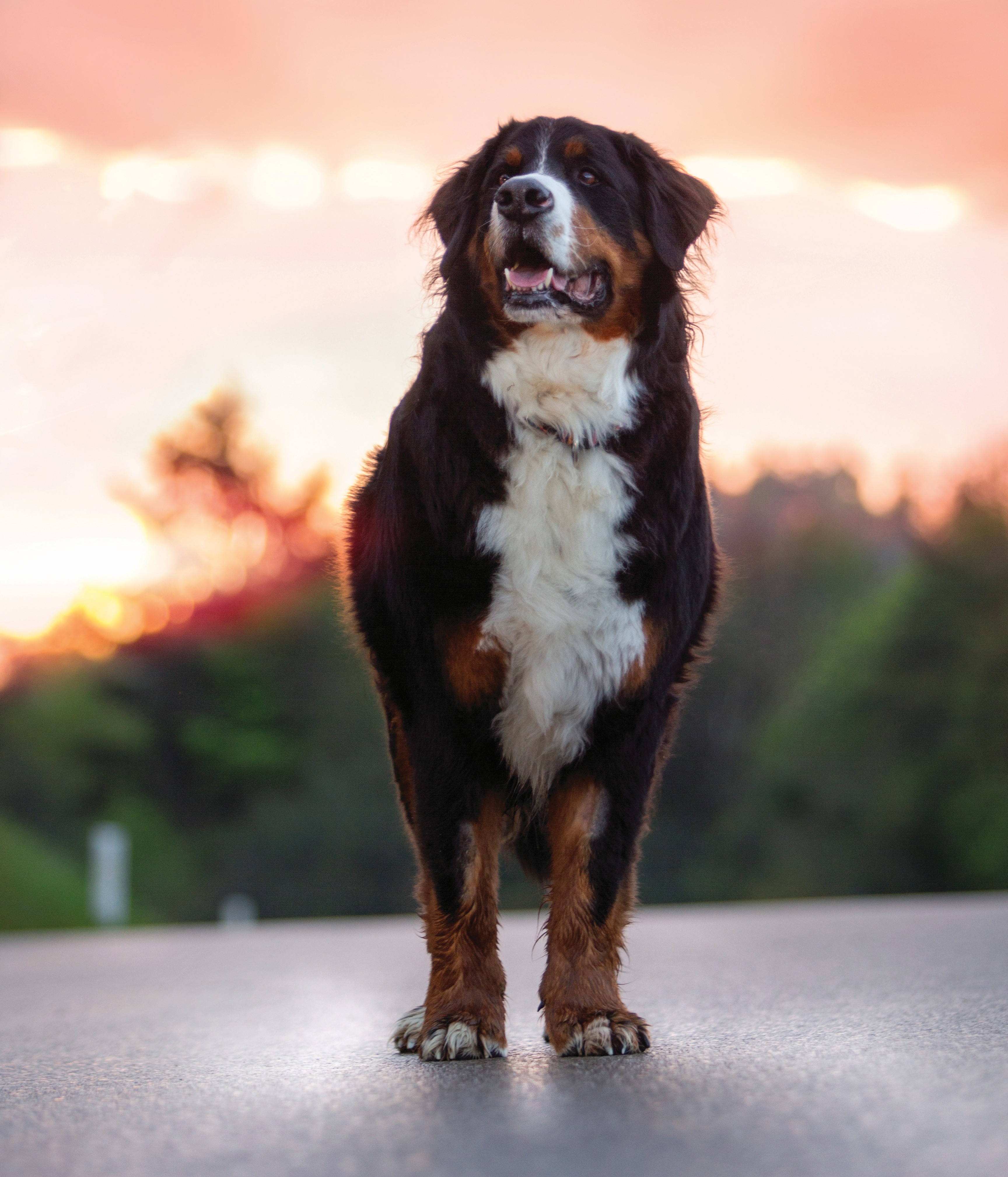 veterina/gettyimages-486547237k