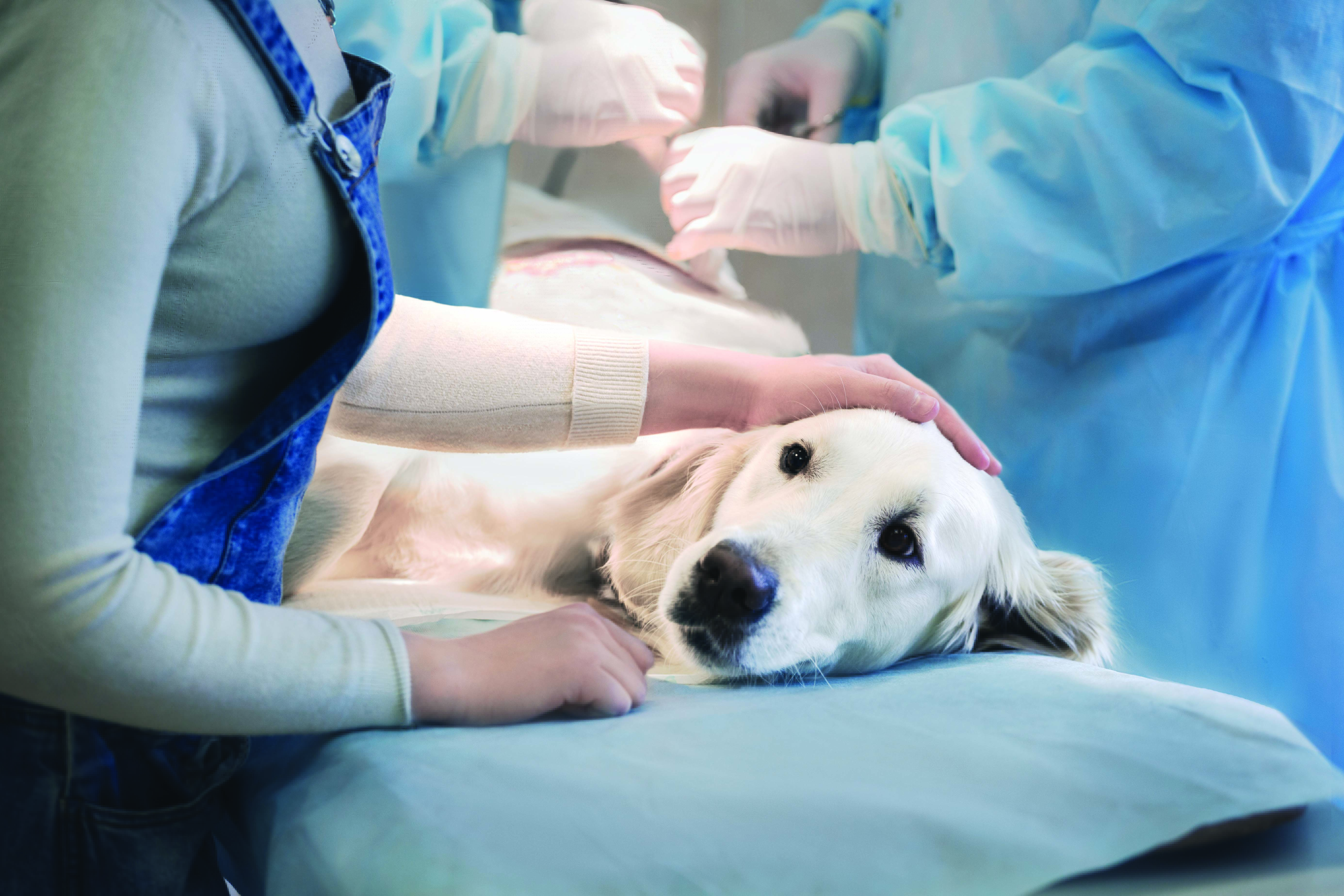 veterina/istock-515602944